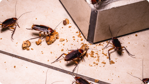 Cockroach Control Central Coast NSW Cockroach Control Central Coast NSW