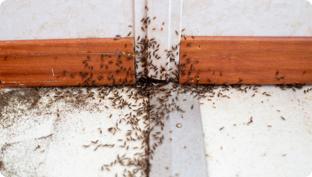 Commercial Pest Control Central Coast NSW Commercial Pest Control Central Coast NSW