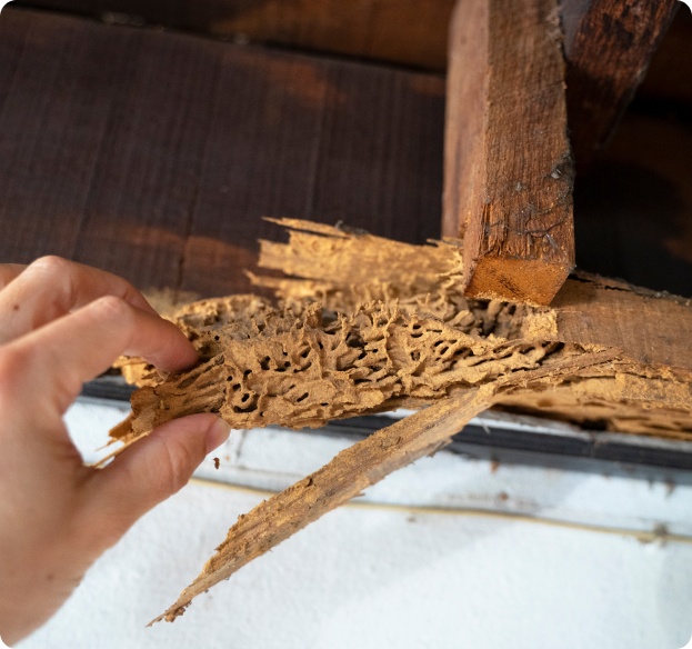 Termite Control Central Coast NSW Termite Control Central Coast NSW