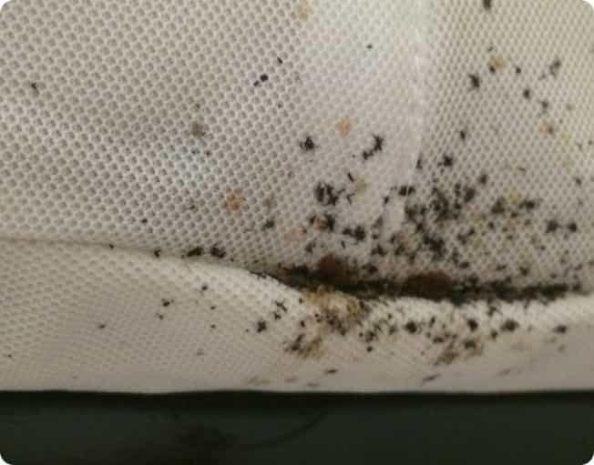 Knockdown Pest Control Sydney