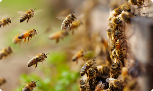 Knockdown Pest Control Sydney