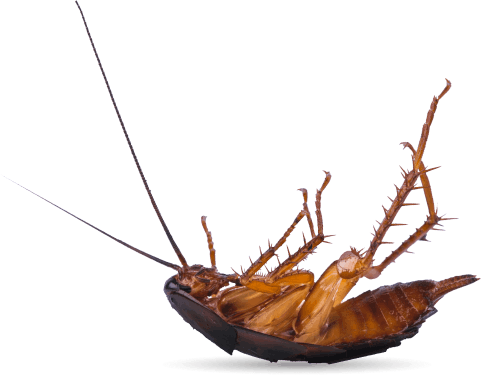Pest Control [SUBURB]