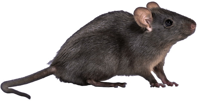 Rodent Control Central Coast NSW Rodent Control Central Coast NSW